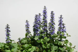 Turkesterone Ajuga Turkestanica plant