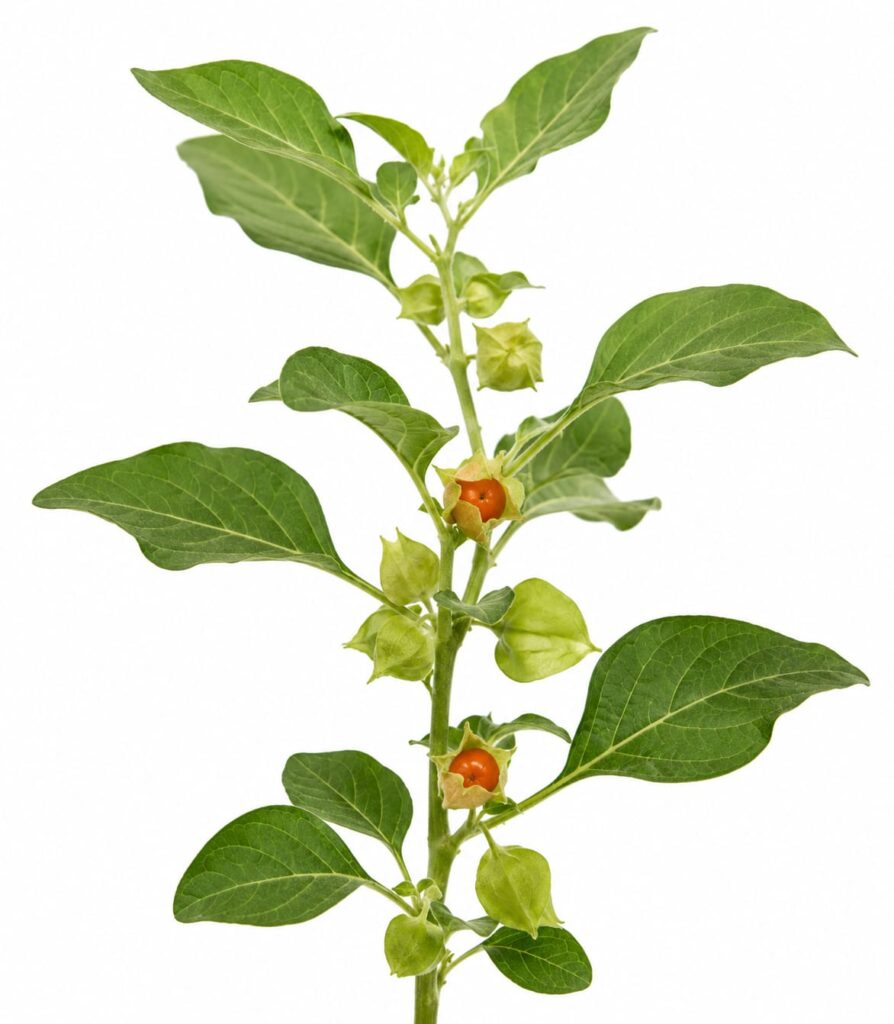 Ashwagandha plant